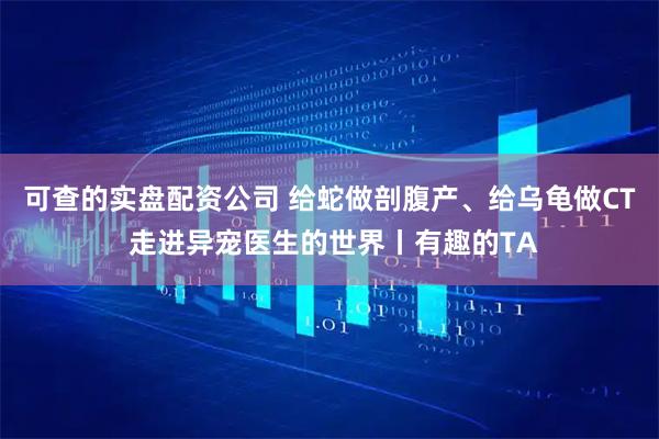 可查的实盘配资公司 给蛇做剖腹产、给乌龟做CT 走进异宠医生的世界丨有趣的TA